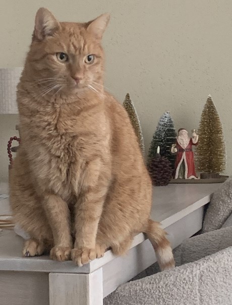 Kat Europese korthaar of huiskat