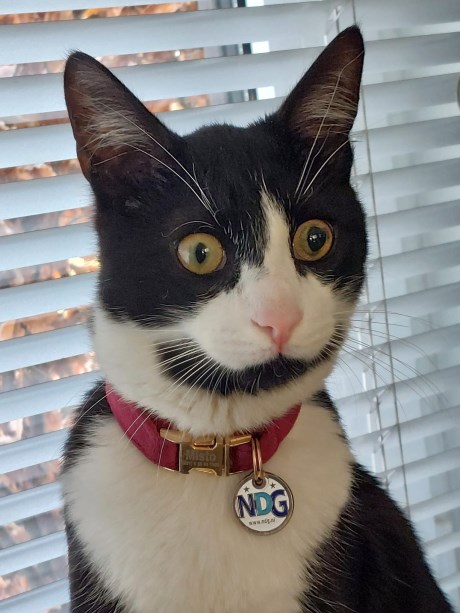 Kat Europese korthaar of huiskat