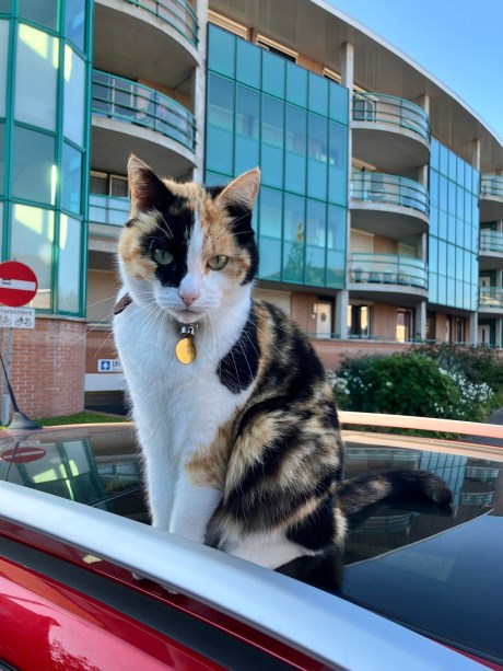 Kat Europese korthaar of huiskat