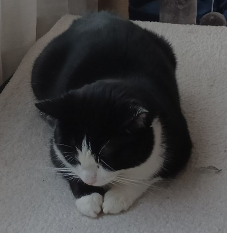 Kat Europese korthaar of huiskat