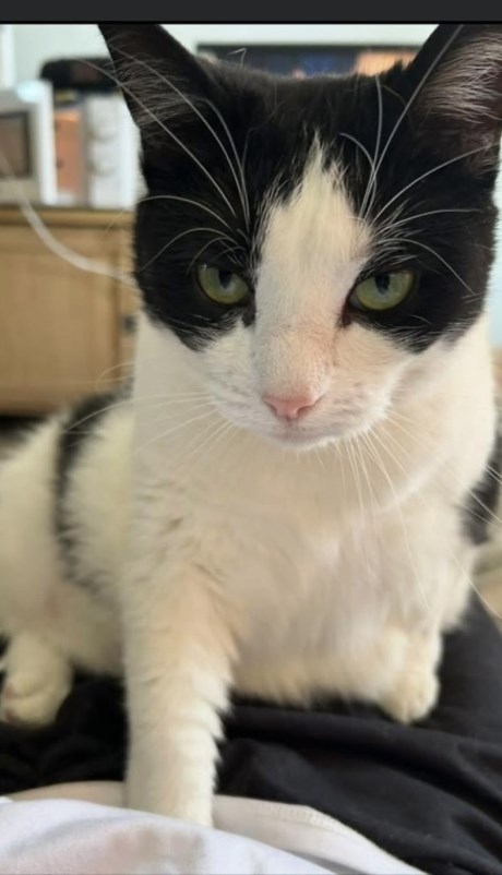 Kat Europese korthaar of huiskat