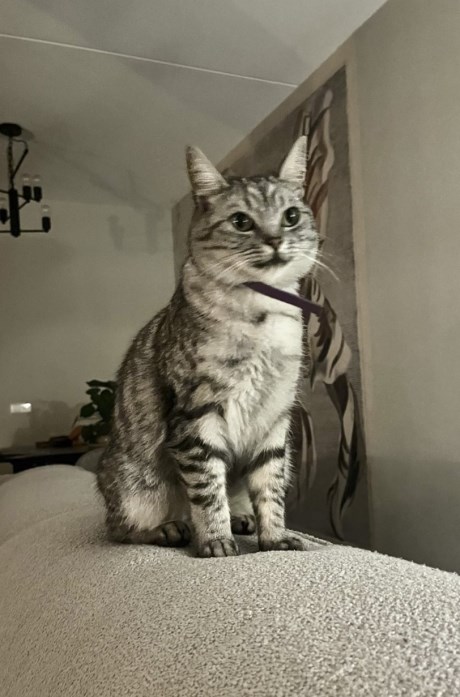 Kat Europese korthaar of huiskat