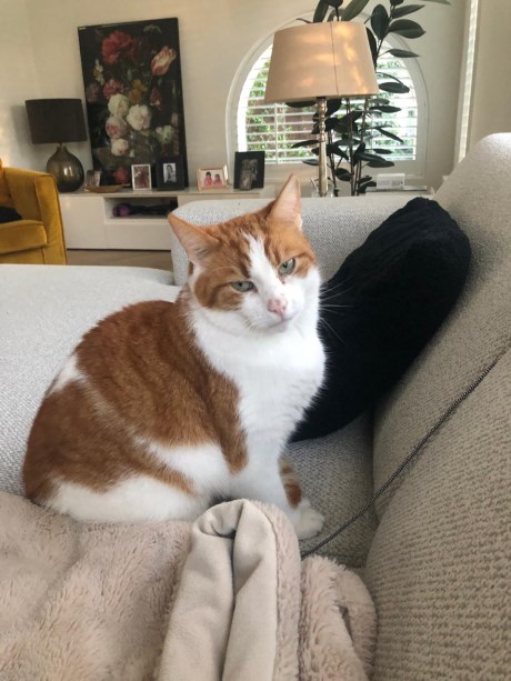 Kat Europese korthaar of huiskat