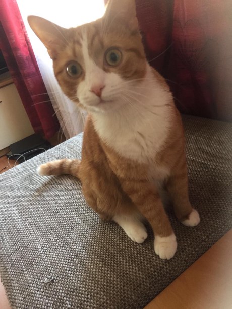 Kat Europese korthaar of huiskat