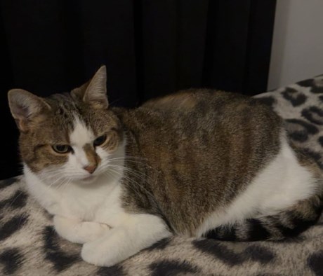 Kat Europese korthaar of huiskat