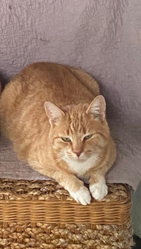 Kat Europese korthaar of huiskat