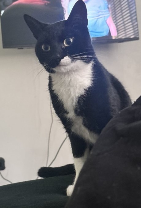 Kat Europese korthaar of huiskat