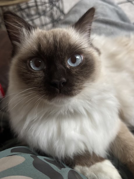 Kat Ragdoll