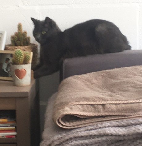 Kat Europese korthaar of huiskat