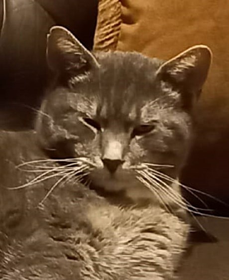 Kat Europese korthaar of huiskat