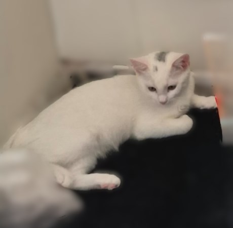 Kat Europese korthaar of huiskat