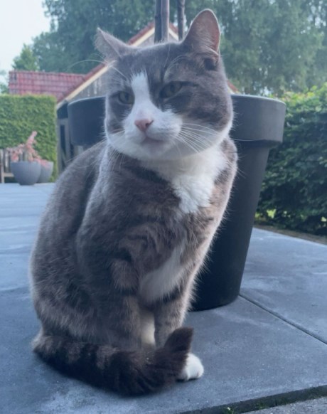 Kat Europese korthaar of huiskat