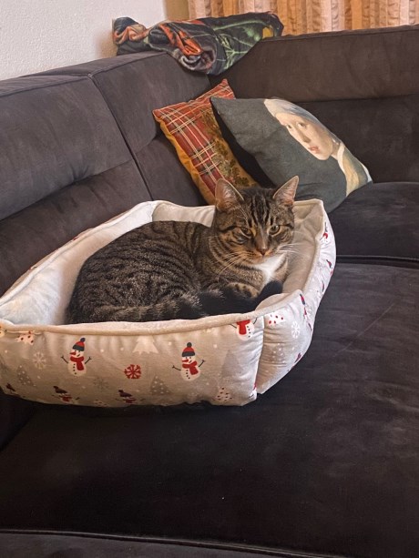 Kat Europese korthaar of huiskat