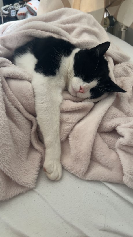 Kat Europese korthaar of huiskat