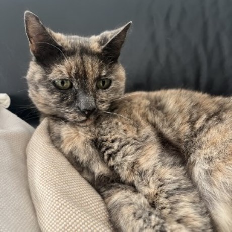 Kat Europese korthaar of huiskat