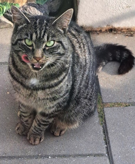 Kat Europese korthaar of huiskat