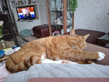 Kat Europese korthaar of huiskat