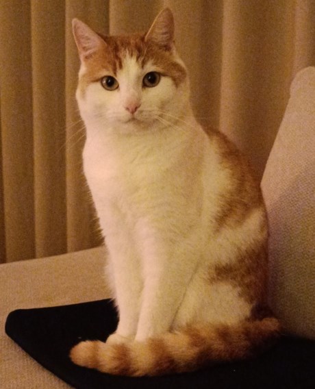 Kat Europese korthaar of huiskat