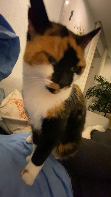 Kat Europese korthaar of huiskat