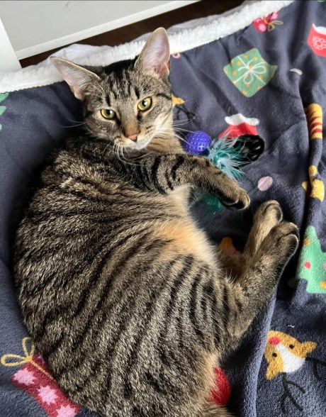 Kat Europese korthaar of huiskat