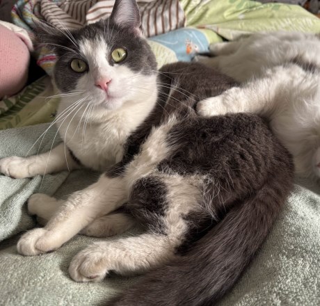 Kat Europese korthaar of huiskat