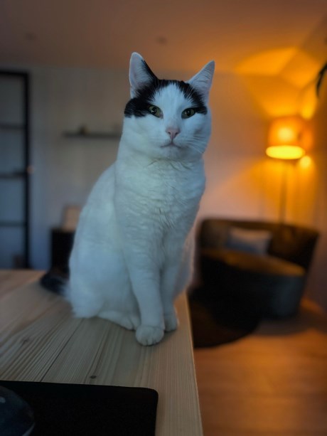 Kat Europese korthaar of huiskat