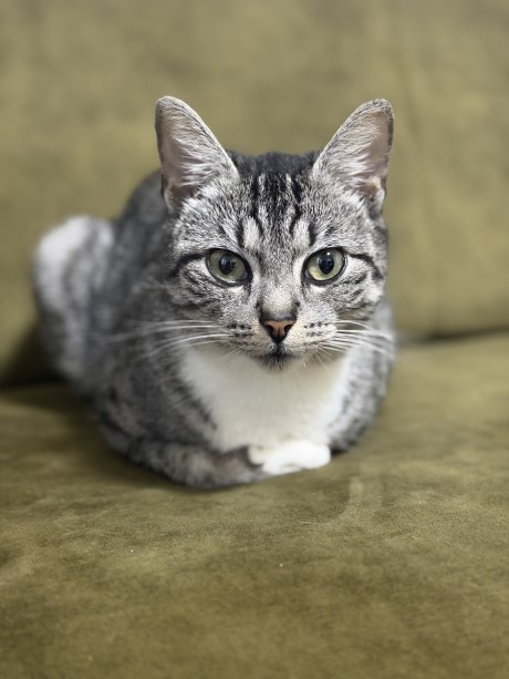 Kat Europese korthaar of huiskat