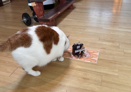 Kat Europese korthaar of huiskat