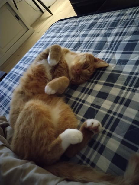 Kat Europese korthaar of huiskat