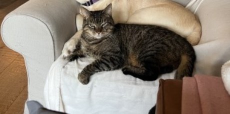 Kat Europese korthaar of huiskat