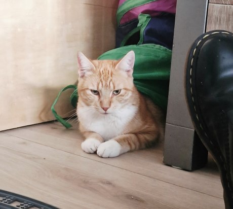 Kat Europese korthaar of huiskat