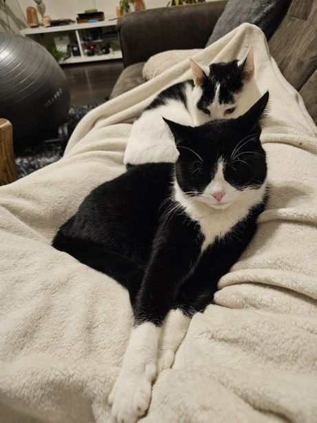 Kat Europese korthaar of huiskat