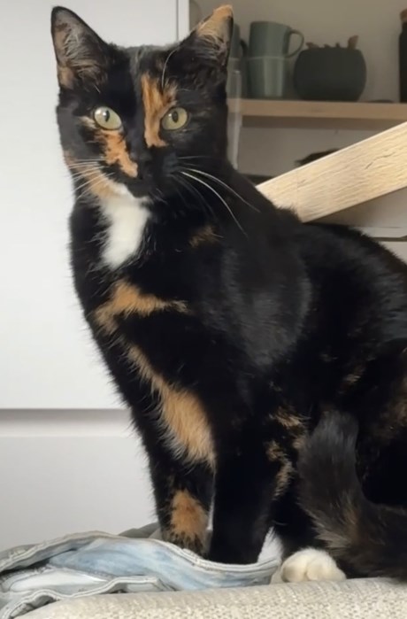 Kat Europese korthaar of huiskat