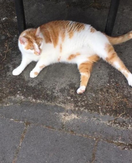 Kat Europese korthaar of huiskat