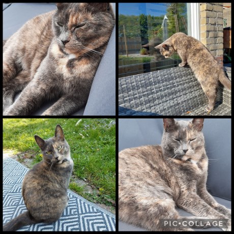 Kat Europese korthaar of huiskat