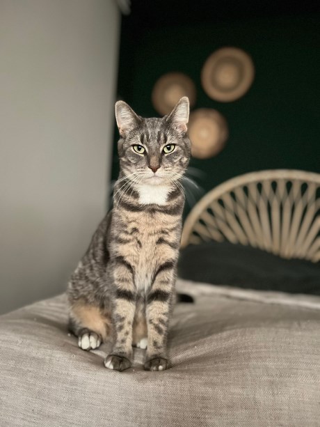 Kat Europese korthaar of huiskat