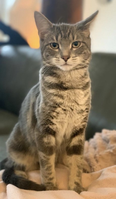 Kat Europese korthaar of huiskat