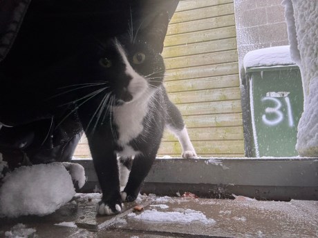 Kat Europese korthaar of huiskat