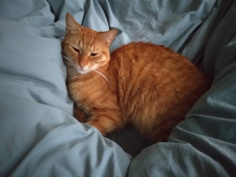 Kat Europese korthaar of huiskat