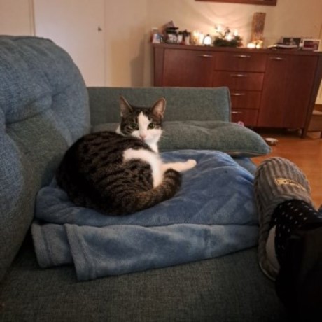 Kat Europese korthaar of huiskat