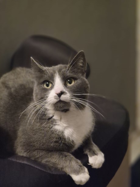 Kat Europese korthaar of huiskat