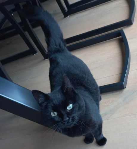 Kat Europese korthaar of huiskat