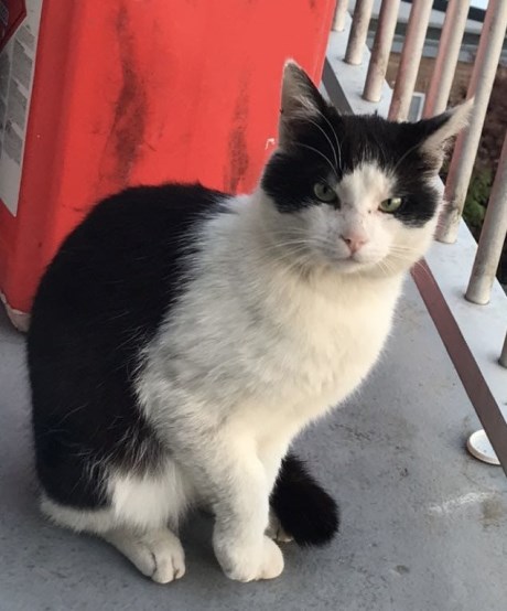 Kat Europese korthaar of huiskat