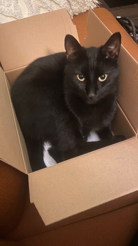 Kat Europese korthaar of huiskat