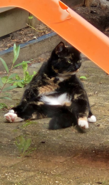 Kat Europese korthaar of huiskat