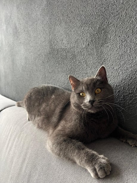 Kat Europese korthaar of huiskat