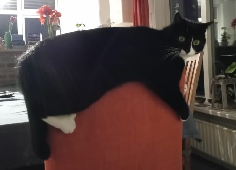 Kat Europese korthaar of huiskat