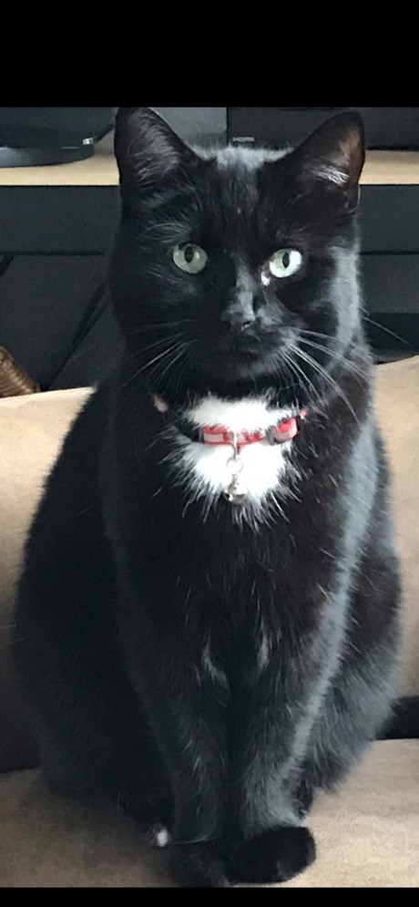 Kat Europese korthaar of huiskat