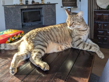 Kat Europese korthaar of huiskat