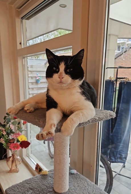 Kat Europese korthaar of huiskat